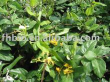 Honey Suckle Flower Pharmaceuticals(Chlorogenic acid)
