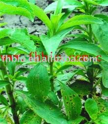 Reb-A 97% Stevia