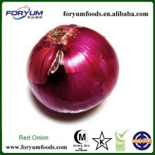  Fresh   Red   Onion   Price 