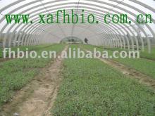 Stevia RA