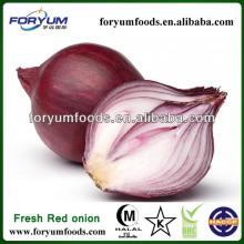 Red Fresh Onion types red onions