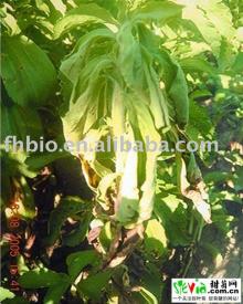 Natural Stevia powder