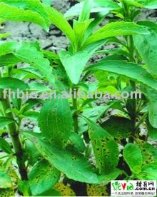 Stevia Extract Powder