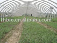98% Rebaudioside A - Stevia extract powder