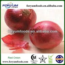 2013 New Crop Red Onion