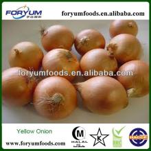  2013  New  Crop   Yellow   Onion 