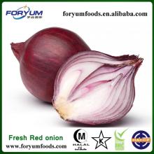 Lowest Price Fresh Red Onion