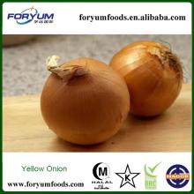 Fresh Yellow Onion