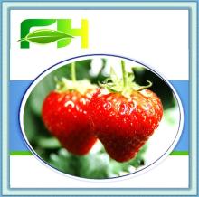Strawberry Puree/Strawberry Pulp