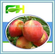 100% Natural Peach Puree Concentrate