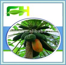 100% Natural Papaya Puree Concentrate