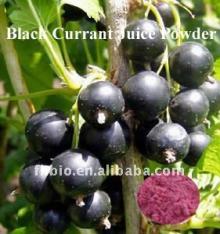 Natural Black  Currant   Juice  Powder