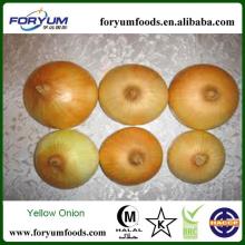 Fresh  Yellow   Onion   Price 