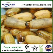 Fresh  Organic  Lotus  Root 