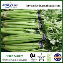 Hot Sale Celery