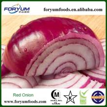  Fresh   Onion   Importer  From Dubai