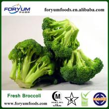  Quick   Frozen   Broccoli 