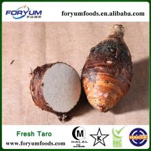 Best Quality Fresh Taro in New Crop