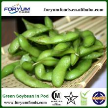 Chinese 2013 New Crop  bulk   soybeans 