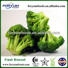 Chinese Frozen Broccoli