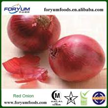 Fresh Onion Supplier