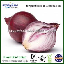 Chinese Onions In Bulk