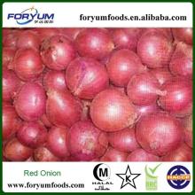 Natural Made Fresh Onion