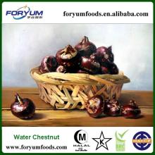 Low Calories Water Chestnut