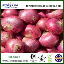 Onion In Organic Vegetable
