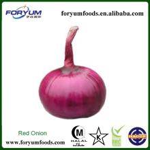 Fresh Egyptian Walking Onions