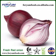 All Types Of Fresh Red Onions