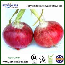 Fresh Onion Importers From Dubai