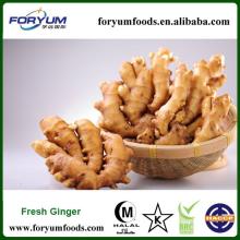 Chinese Fresh Ginger 150-200G/PC