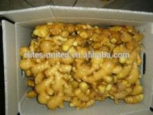 Hot sale ! Fresh Ginger