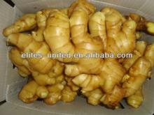 NEW PRICE!!2014 High Quality Fresh Ginger