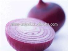 High quality & Best price Fresh onion