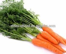 Fresh Carrot