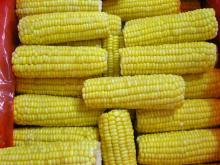 frozen sweet corn cob