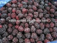 blackberry iqf