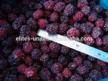IQF Blackberry manufacturer from China