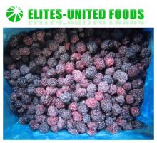 Hot sale &High Quality IQF Blackberry