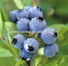 Sweet IQF Blueberry manufacturer from China
