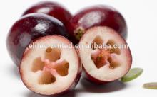 IQF  frozen  Cranberry