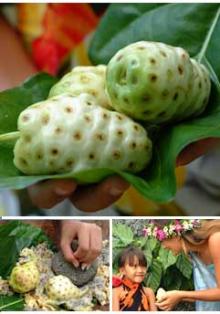 Noni Juice in India