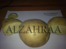 potato