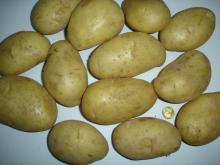 FARM FRESH POTATO