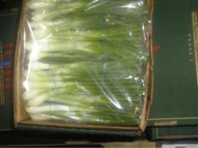 EGYPTIAN SPRING ONION