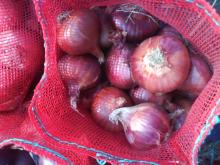 RED ONION FOR SALE