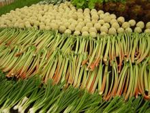 FRESH SPRING ONION
