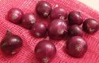 FRESH RED ONIONS